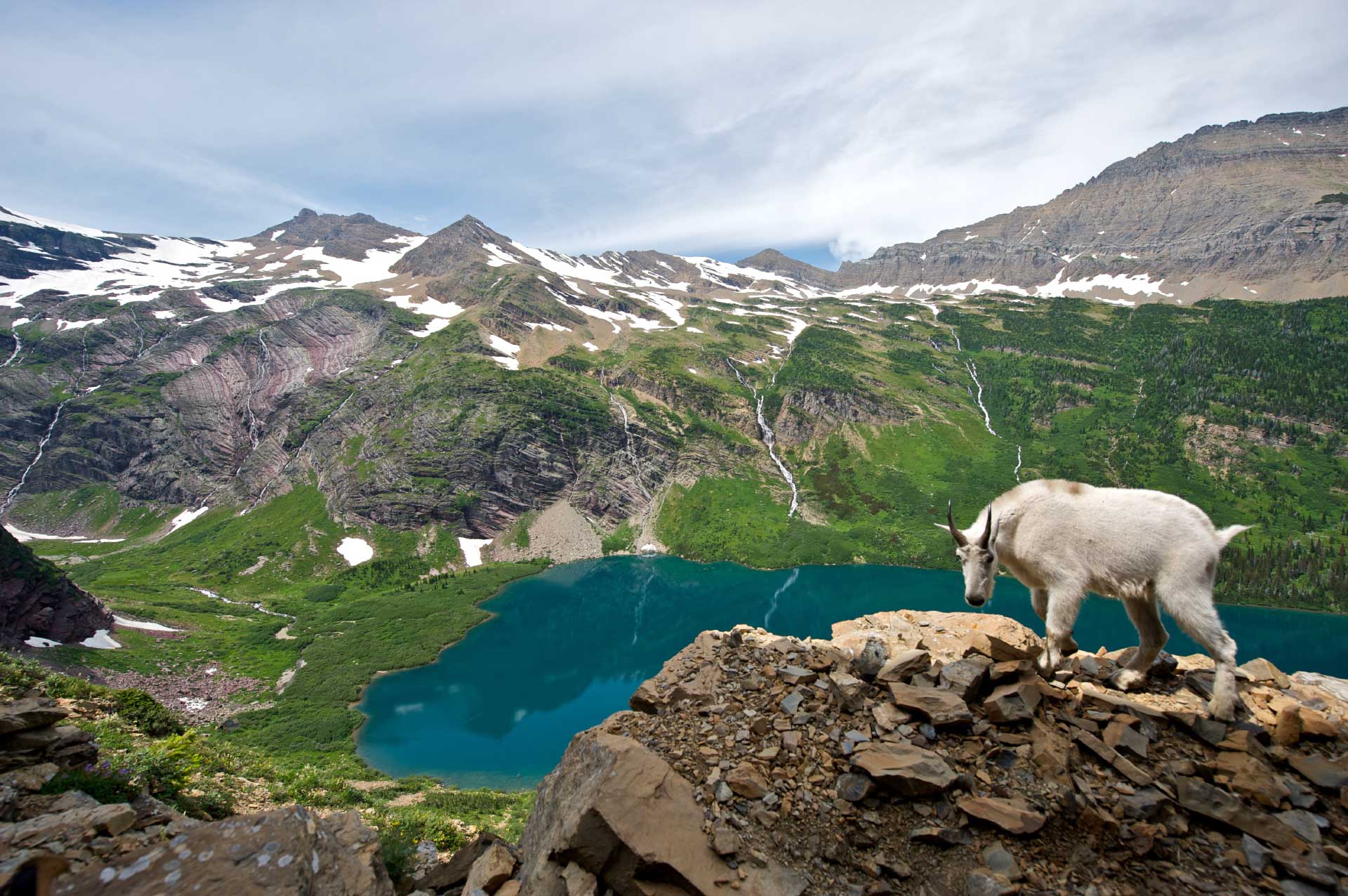 mountain-goat-lake-mountains A mountain goat standing on a cliff overlooking a lake with mountains and snowy mountains in the background.