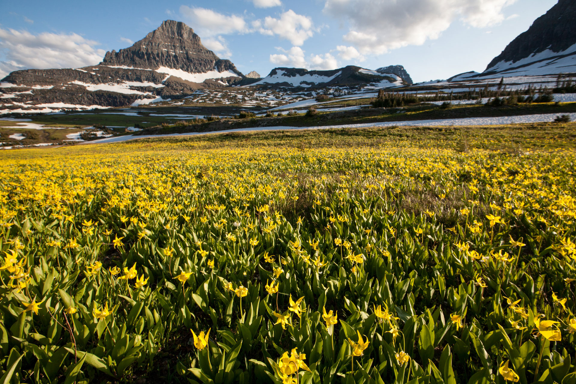 wildflowers-logan-pass A meadow of yellow glacier lilies with mountains in the background.