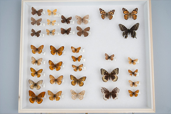 A collection of butterfly species laid out on a white background.