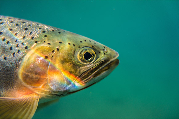 A cutthroat trout swimming underwater.