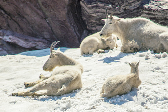 Four mountain goats laying on snow.