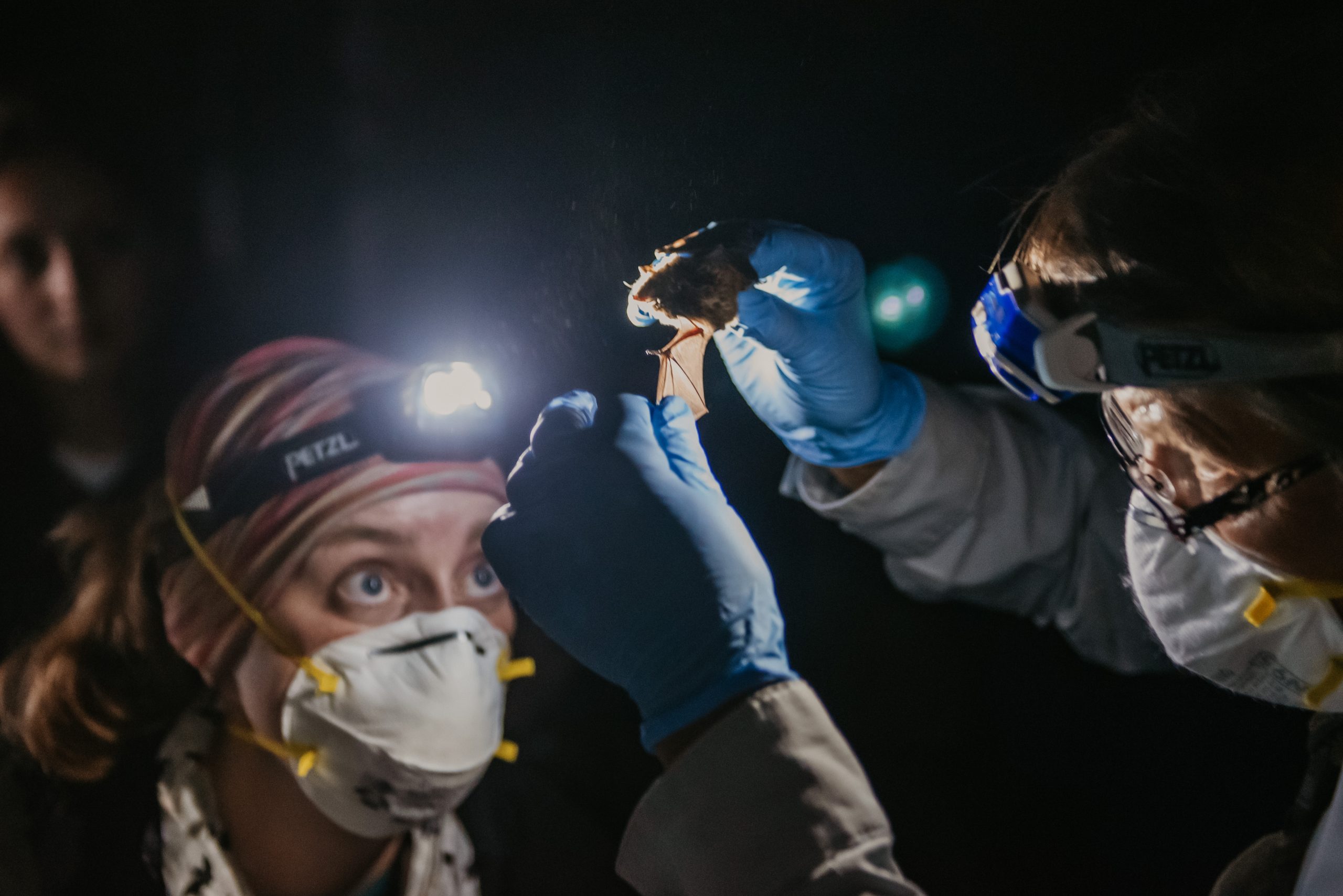 Measuring the wing length of a bat