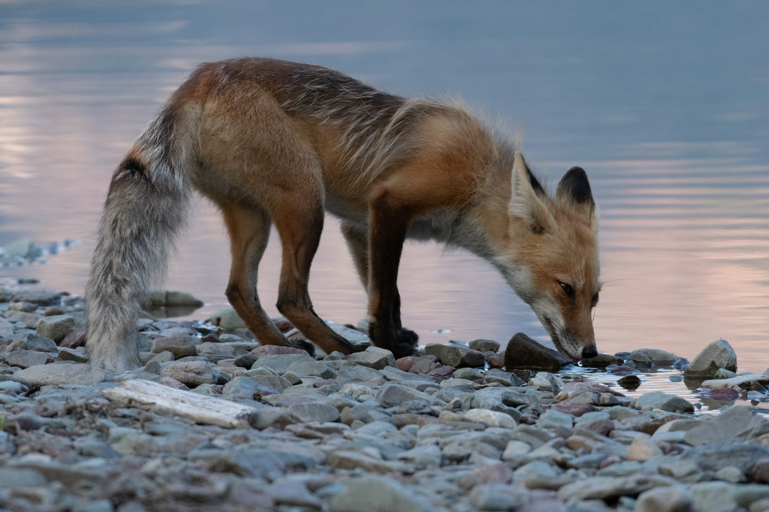 Red Fox<br />

