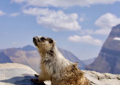 A marmot perched on a rock with mountains in the background.