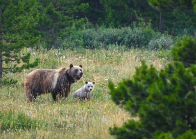 Grizzly bear sow and cub standing in a meadow.