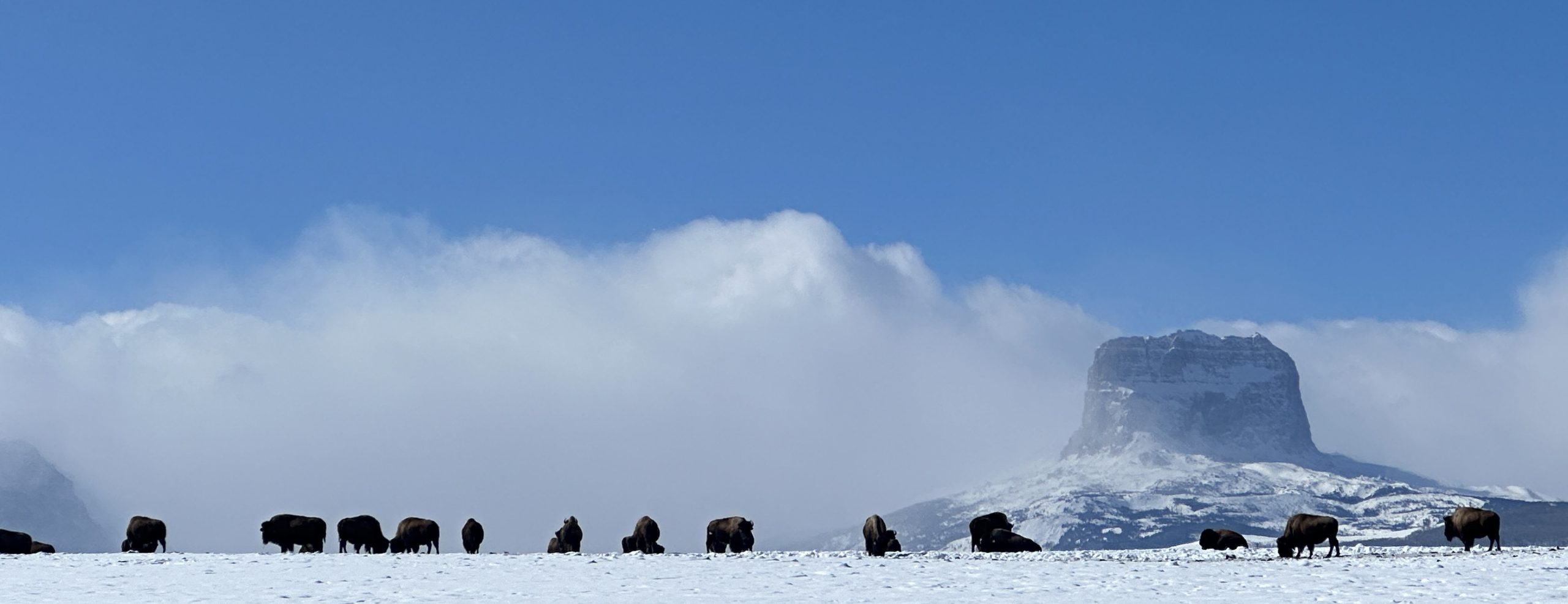 Bison at Chief Mountain<br />
