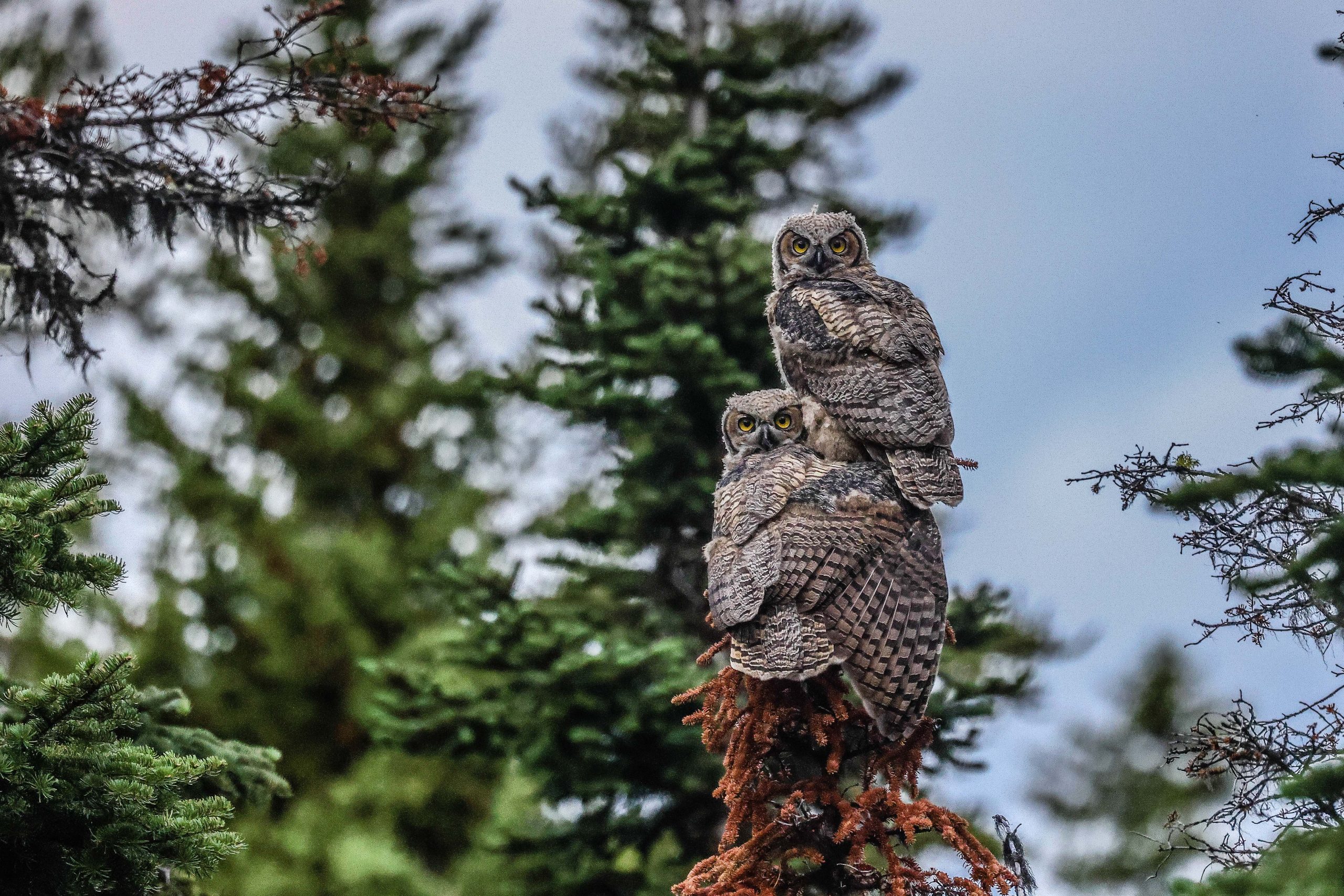 Great Horned Owls<br />
