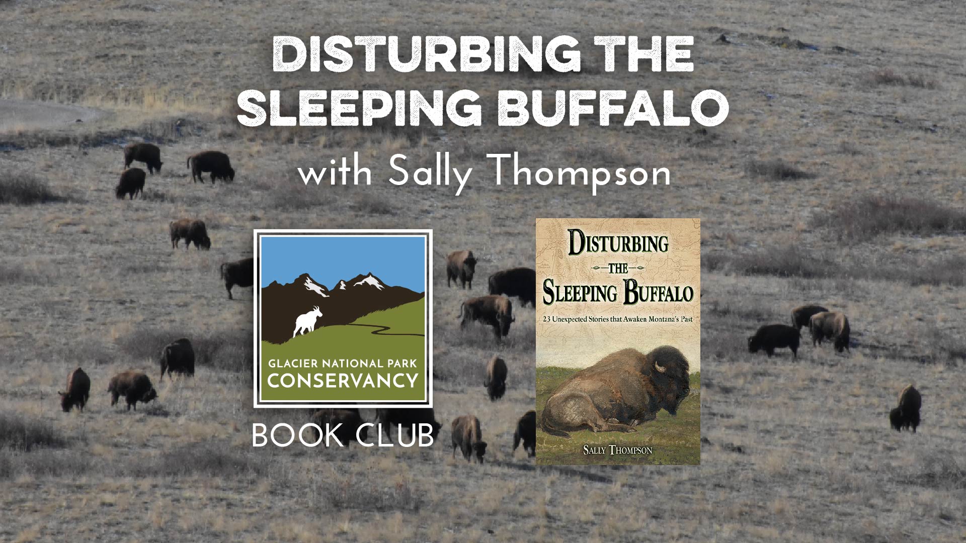 Disturbing the Sleeping Buffalo thumbnail