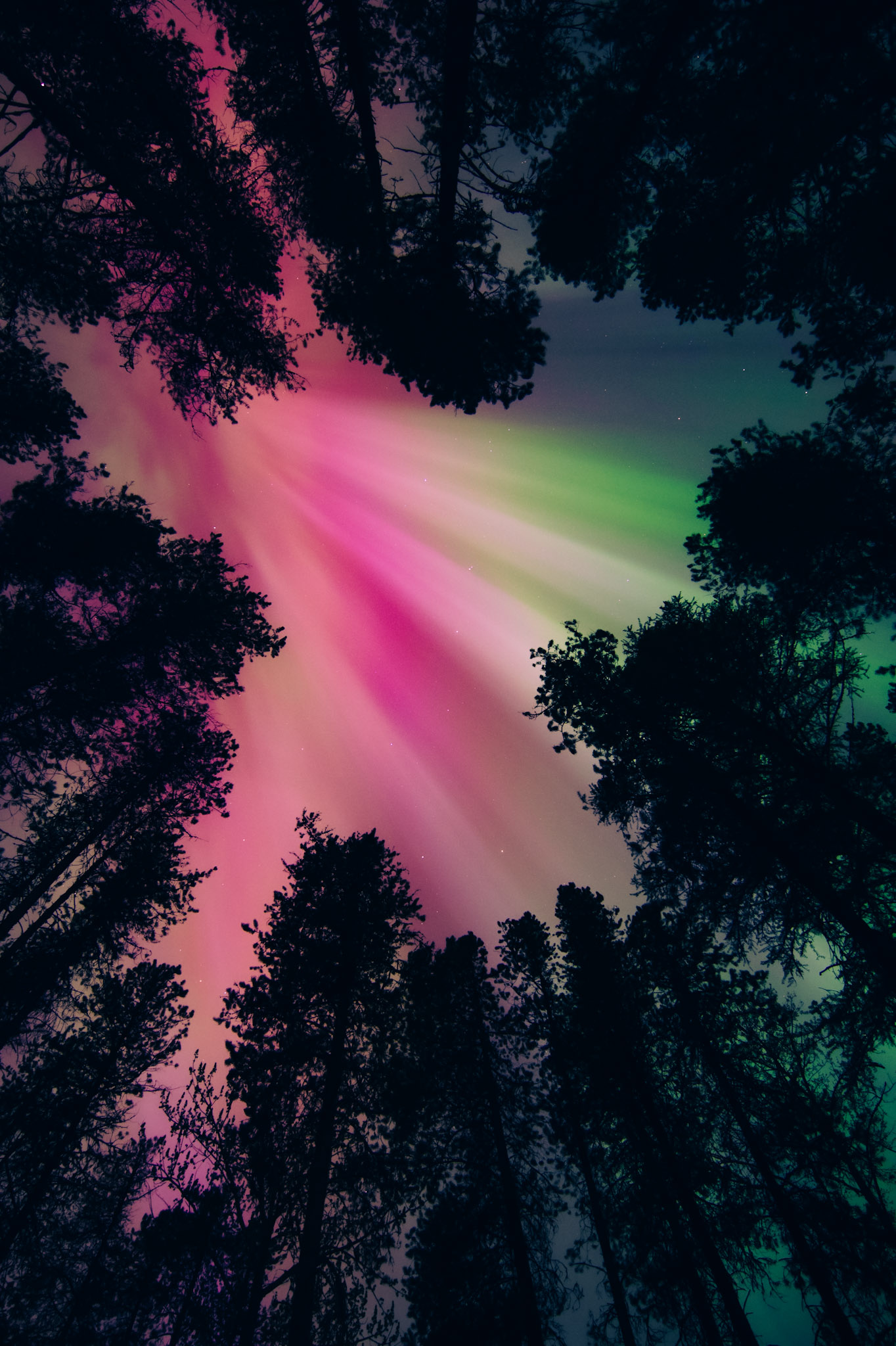 A view of the northern lights looking up through a canopy of trees.