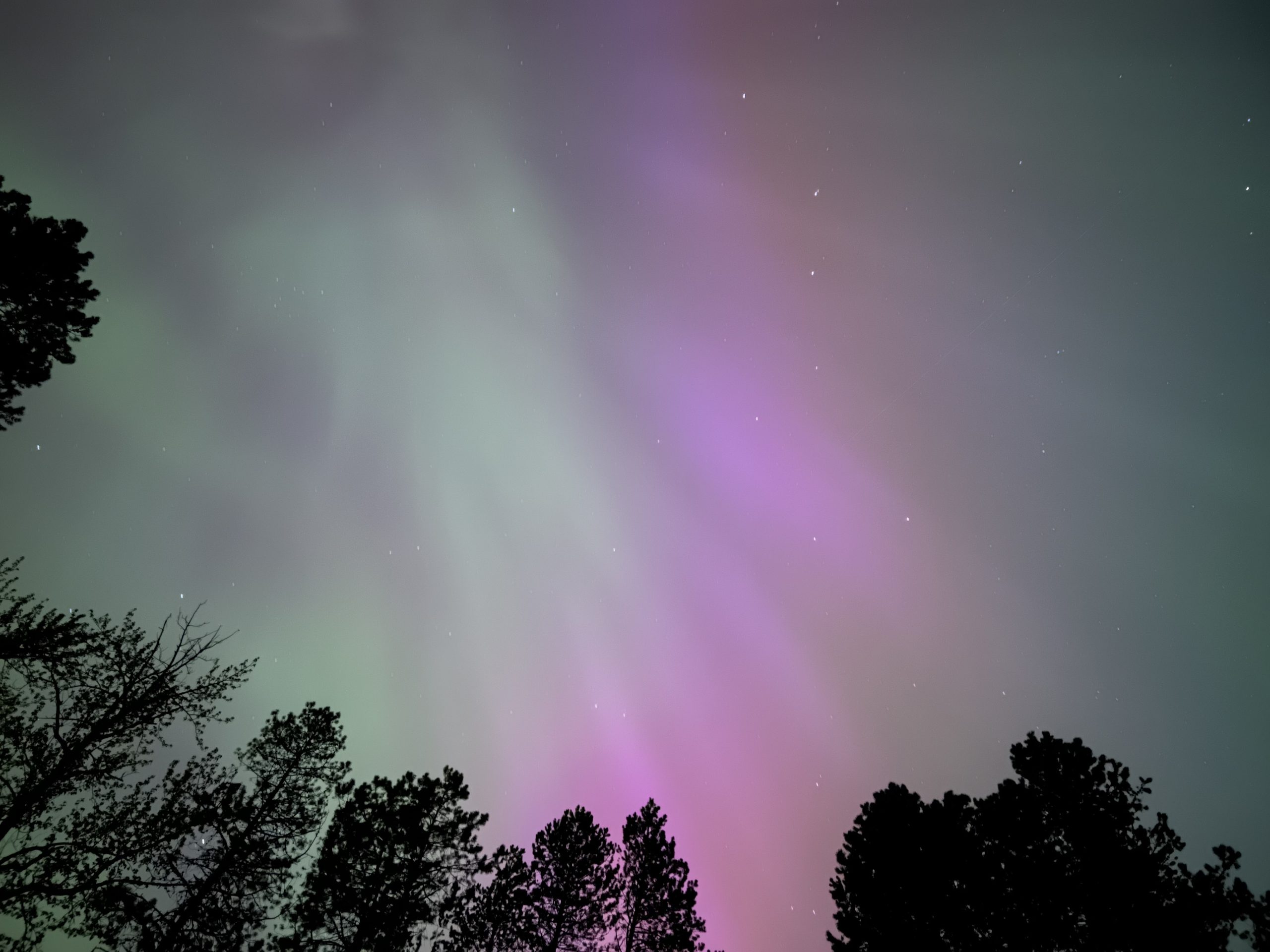 The northern lights above a shadowed tree line.