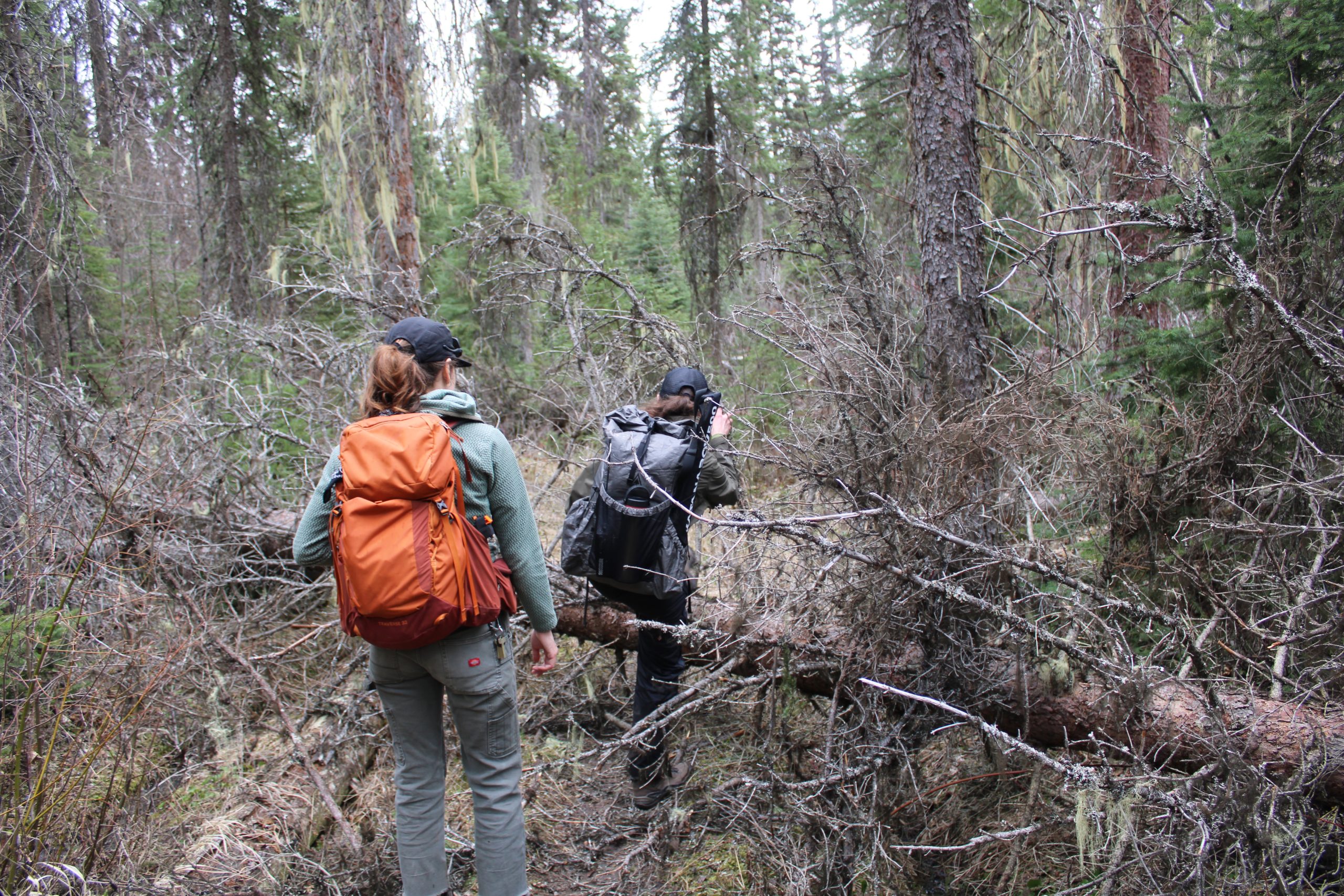 Two wilderness rangers crossing a downed tree.
