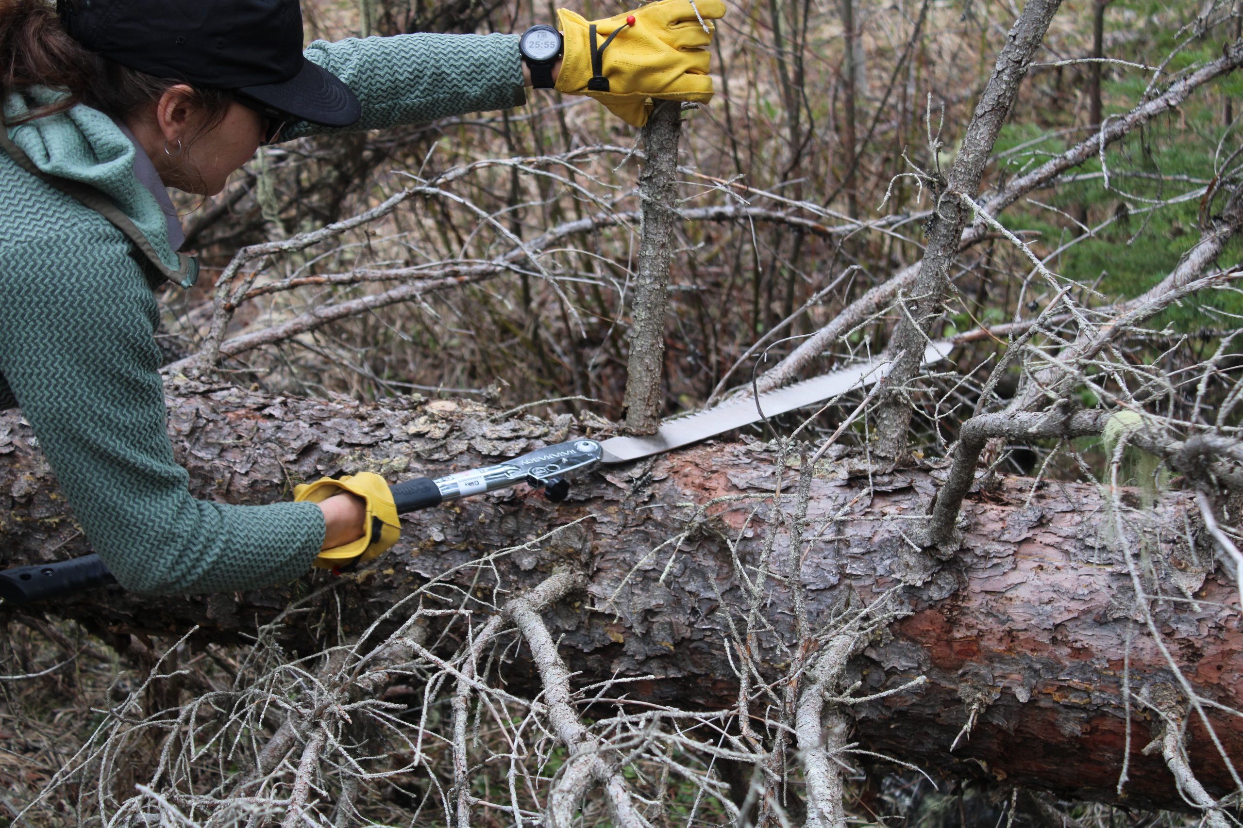 A wilderness ranger delimbs a tree with a handsaw.