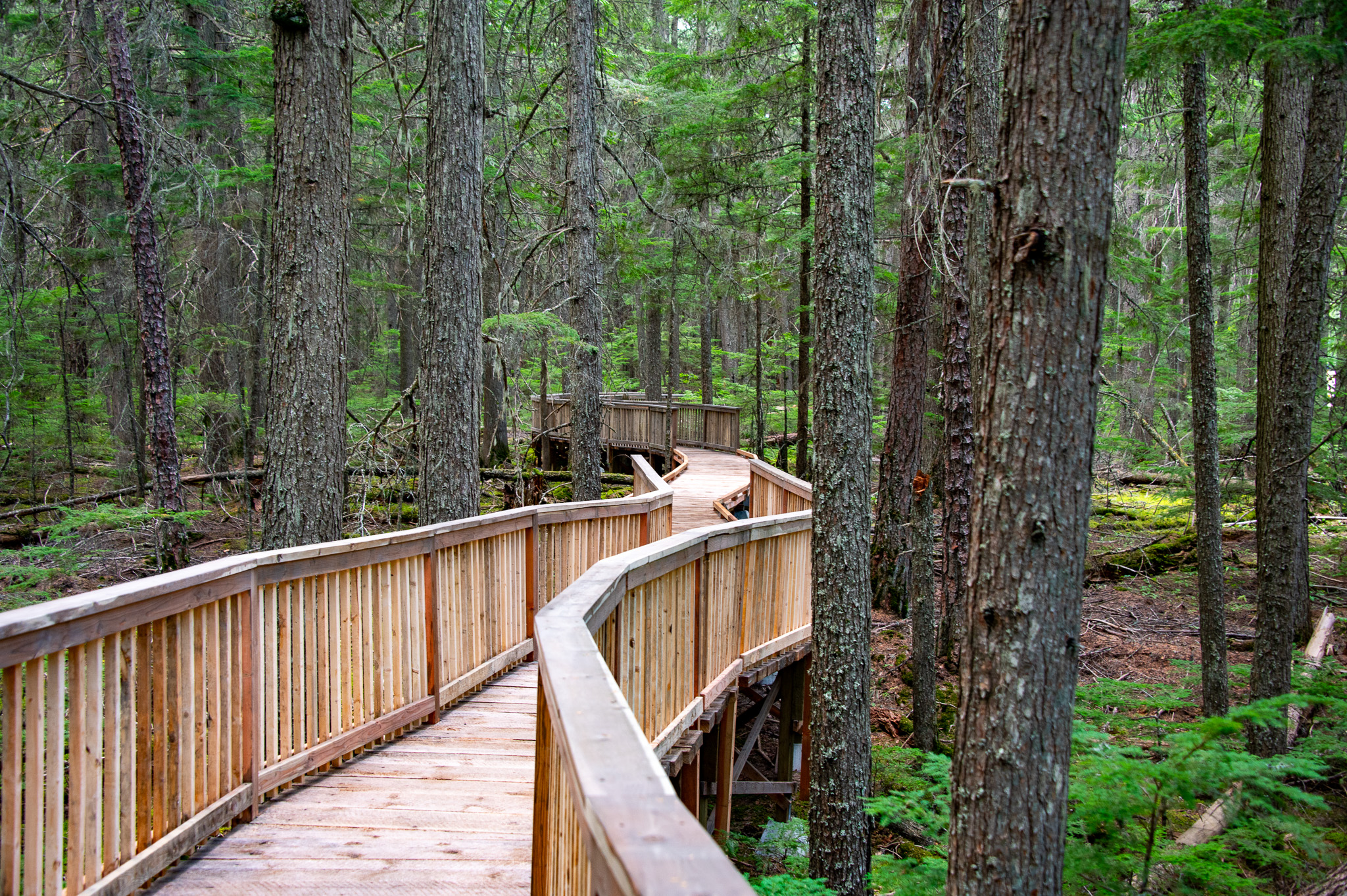 A wood boardwalk surrounded by hemlock and cedar trees.