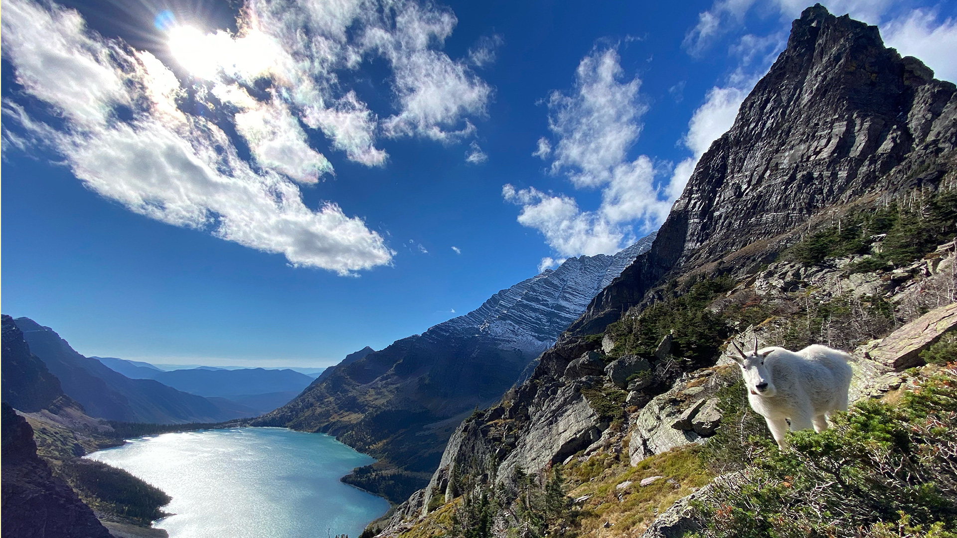 A mountain goat standing above a lake with mountains in the background.