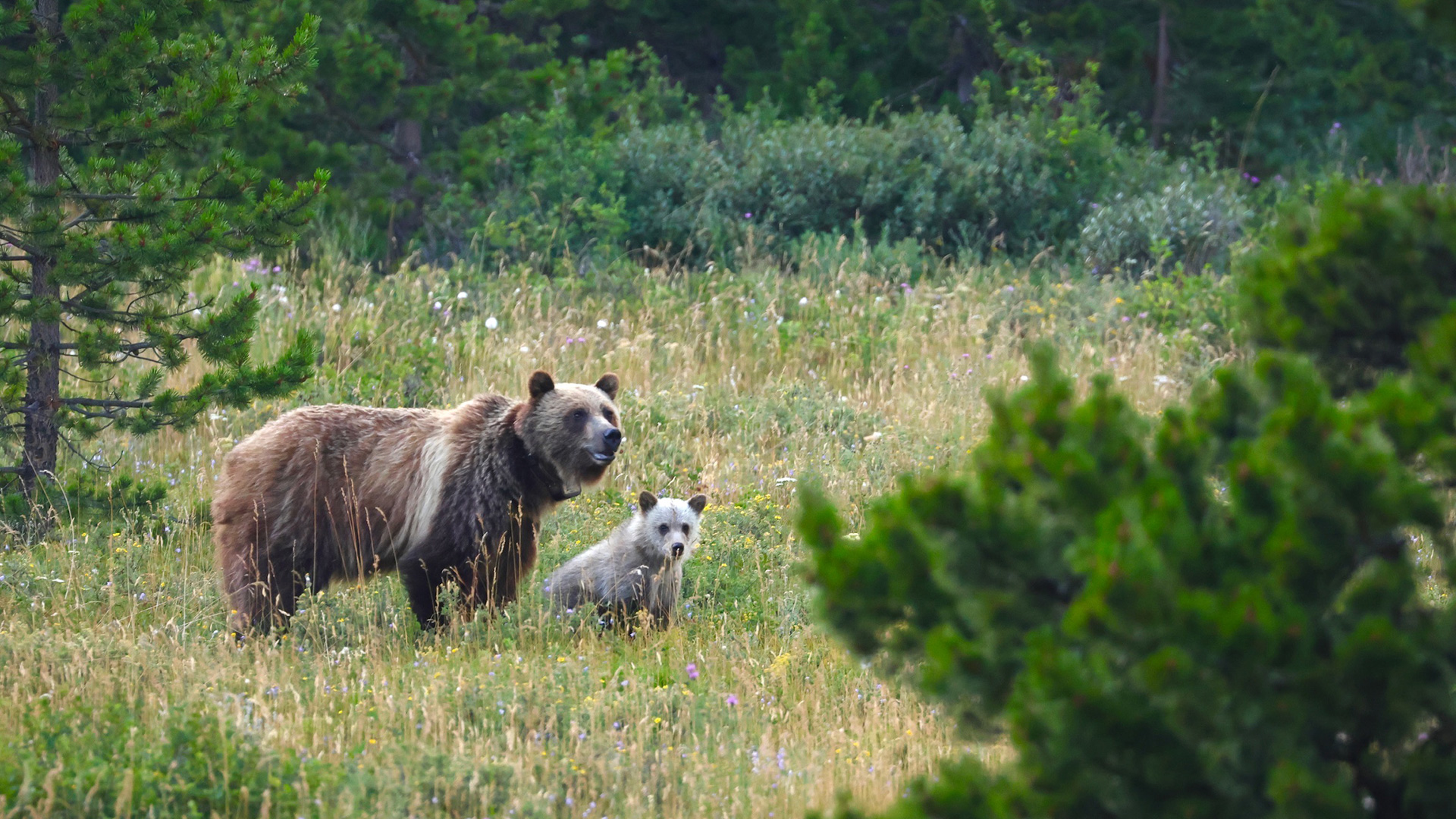 A grizzly sow and cub standing in a meadow.