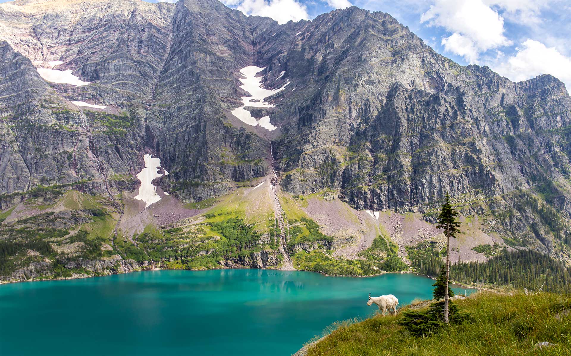 A mountain goat standing above a turquoise lake with a rugged mountain in the background.