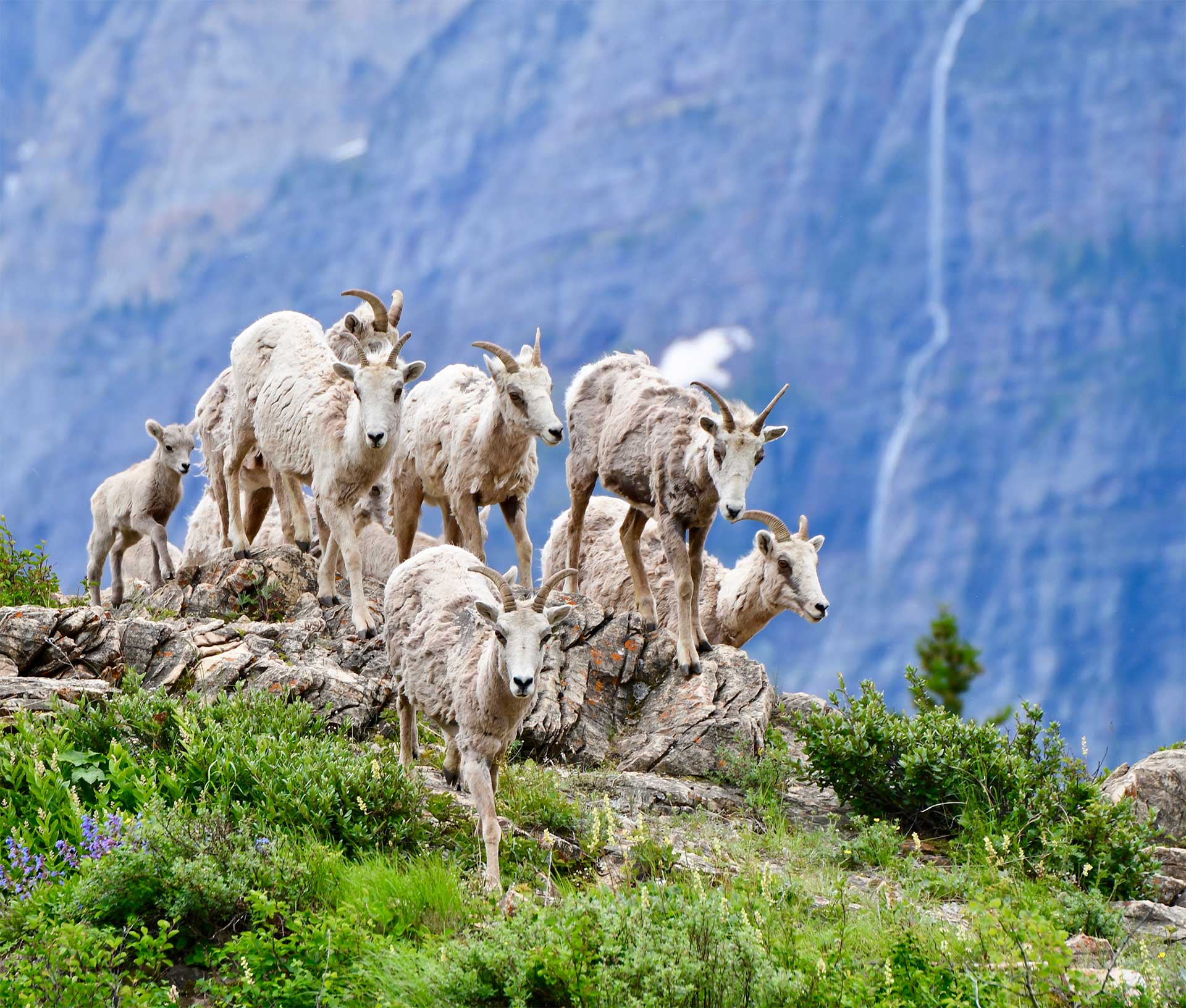 A herd of bighorn sheep cresting a hill with a calf in the back.