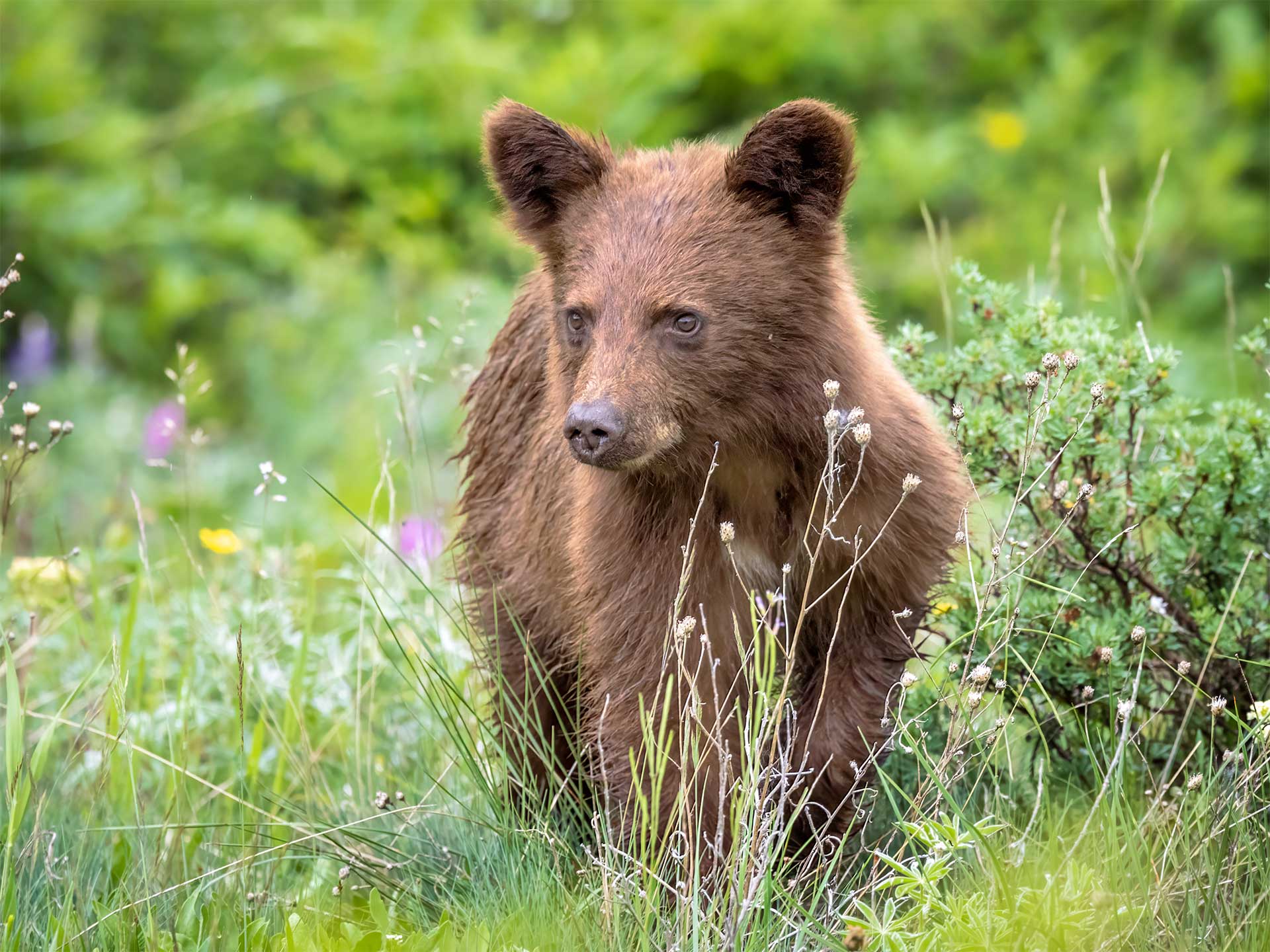 A black bear cub walking through a meadow of green plants.