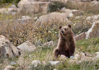 A grizzly cub sitting in a meadow.