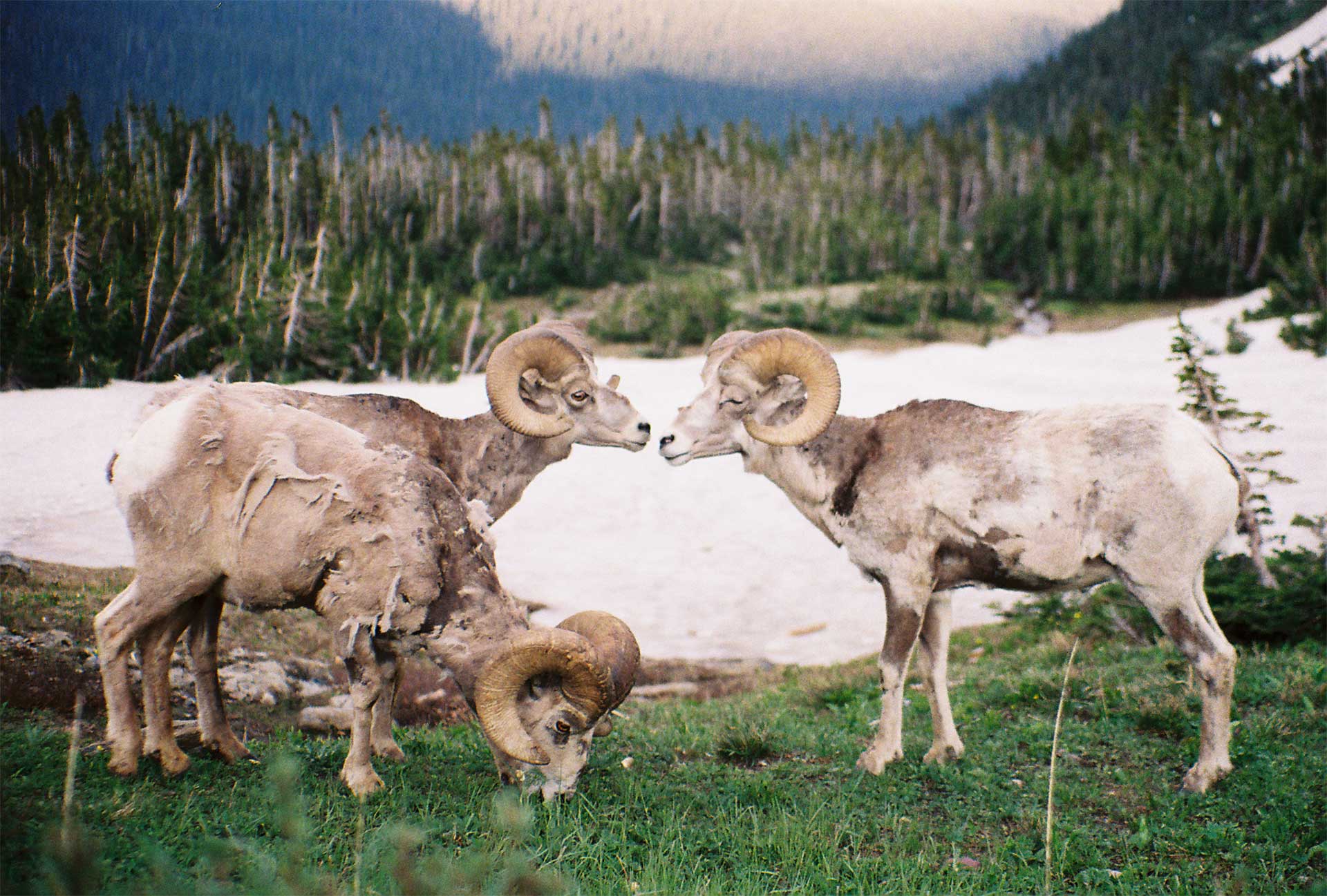 Two bighorn sheep about to touch noses with snow and trees in the background.