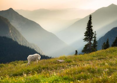 A mountain goat standing in a meadow with mountains and hazy sun rays in the background.