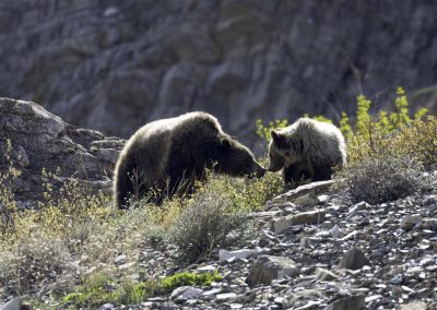 A grizzly bear sow and cub touching noses.