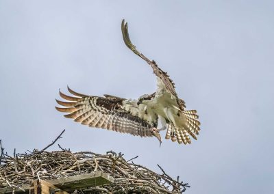 An osprey with a fish in its talons about to land on a nest.