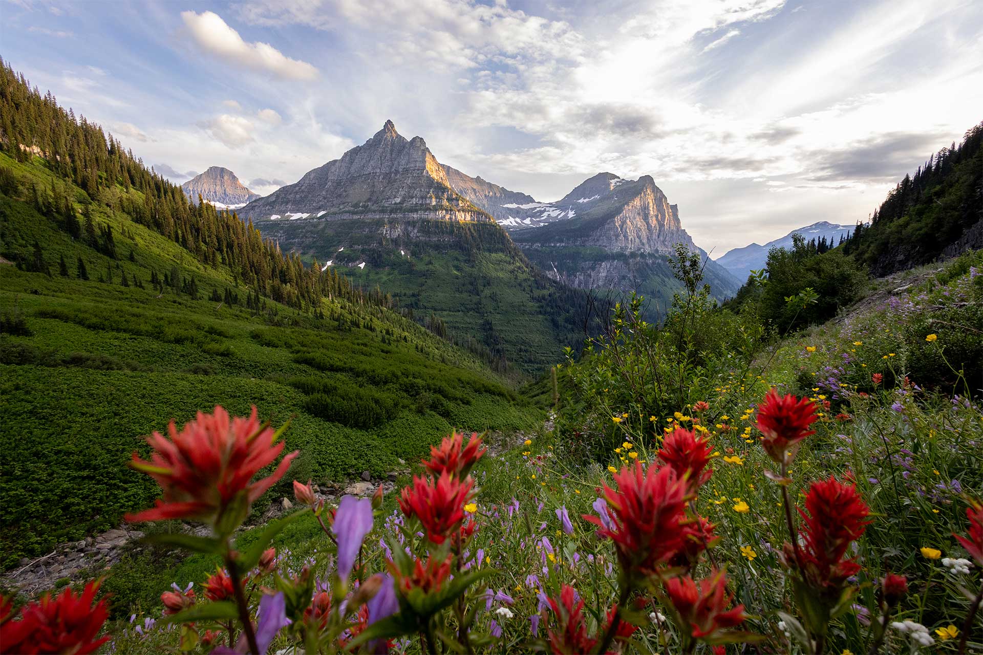 A meadow of red Indian paintbrush and wildflowers with mountains in the background.
