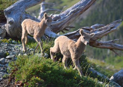 Two fuzzy lambs walking down a hillside.