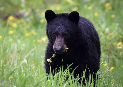 A wet black bear with a dandelion in its mouth.