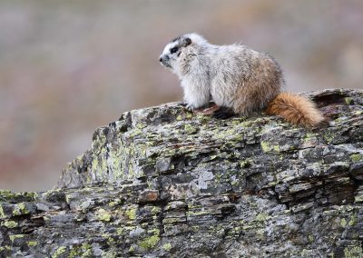 A small fuzzy marmot perched on a rock.