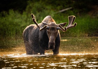 A bull moose with fuzzy puddles stands in a lake with water droplets in the air.