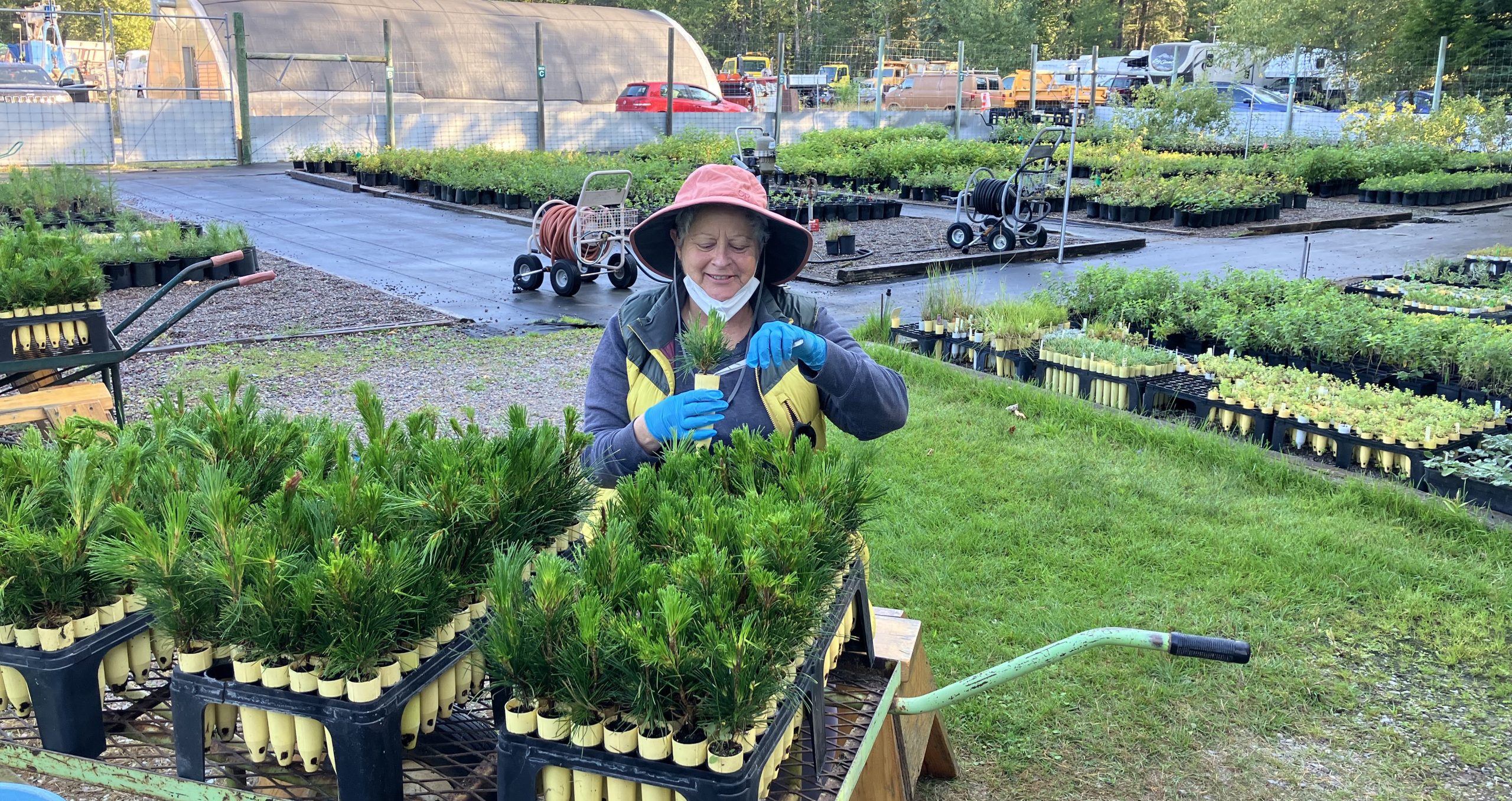 A woman working in a plant nursery.
