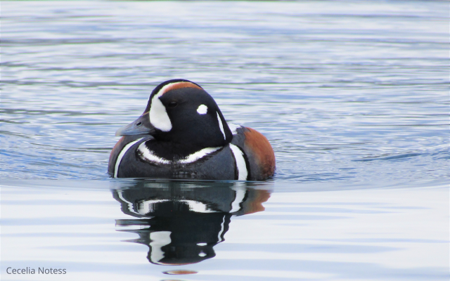 Male harlequin swimming.