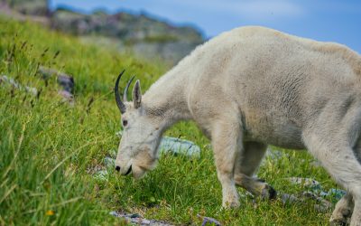 The High Country Count: Tracking Glacier’s Mountain Goats
