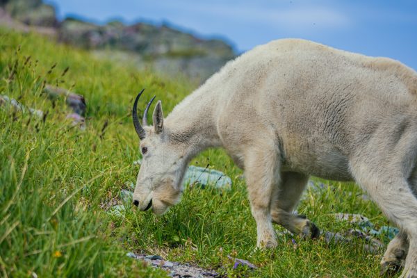 Portrait of a mountain goat