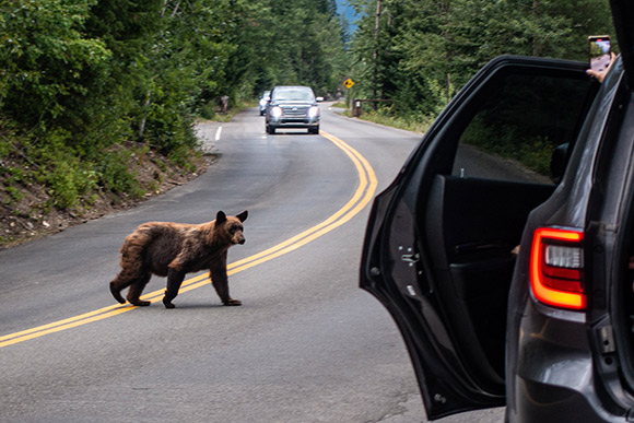 A bear walking across a road with cars stopped on both sides.