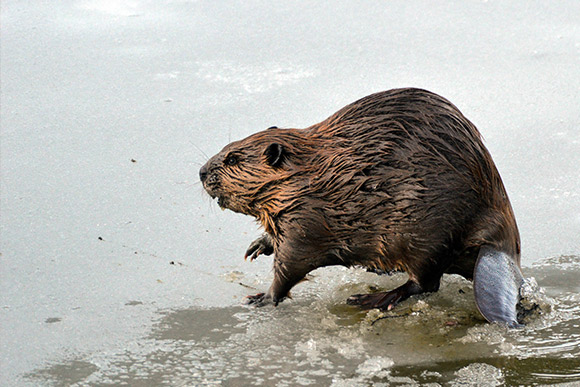A beaver swimming through glassy water with trees reflecting.