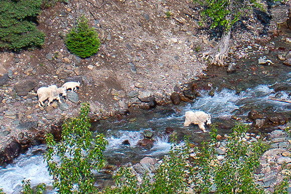 A mountain goat crossing a stream with two other goats watching from the bank.