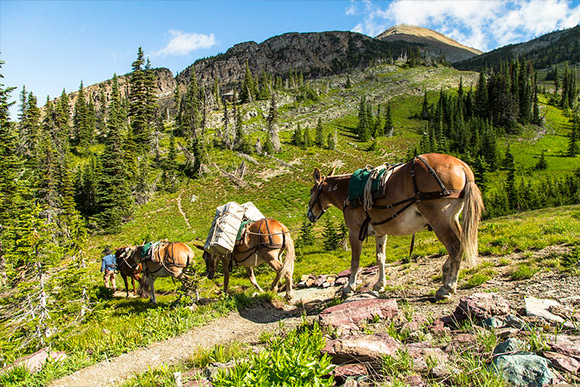 A string of mules and horses hauling loads on a trail with mountains in the background.