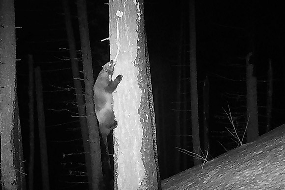 A wolverine climbing a tree with bait on it.